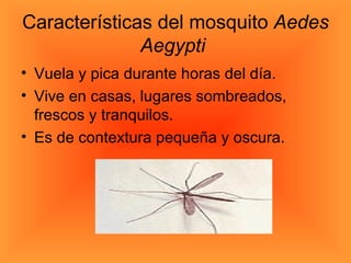 Características del mosquito  Aedes Aegypti   Vuela y pica durante horas del día.  Vive en casas, lugares sombreados, frescos y tranquilos.  Es de contextura pequeña y oscura.  