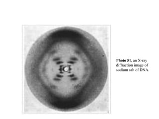 Photo 51, an X-ray
diffraction image of
sodium salt of DNA.
 