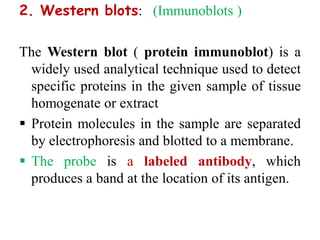 2. Western blots: (Immunoblots )
The Western blot ( protein immunoblot) is a
widely used analytical technique used to detect
specific proteins in the given sample of tissue
homogenate or extract
 Protein molecules in the sample are separated
by electrophoresis and blotted to a membrane.
 The probe is a labeled antibody, which
produces a band at the location of its antigen.
 