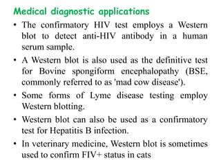 Medical diagnostic applications
• The confirmatory HIV test employs a Western
blot to detect anti-HIV antibody in a human
serum sample.
• A Western blot is also used as the definitive test
for Bovine spongiform encephalopathy (BSE,
commonly referred to as 'mad cow disease').
• Some forms of Lyme disease testing employ
Western blotting.
• Western blot can also be used as a confirmatory
test for Hepatitis B infection.
• In veterinary medicine, Western blot is sometimes
used to confirm FIV+ status in cats
 