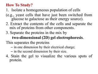 How To Study?
1. Isolate a homogeneous population of cells
(e.g., yeast cells that have just been switched from
glucose to galactose as their energy source).
2. Extract the contents of the cells and separate the
mix of proteins from other components.
3. Separate the proteins in the mix by
two-dimensional (2D) gel electrophoresis.
This separates the proteins
– in one dimension by their electrical charge;
– in the second dimension by their size.
4. Stain the gel to visualize the various spots of
protein.
 