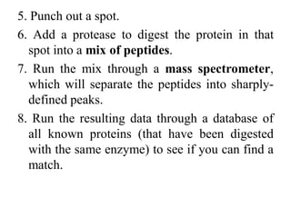 5. Punch out a spot.
6. Add a protease to digest the protein in that
spot into a mix of peptides.
7. Run the mix through a mass spectrometer,
which will separate the peptides into sharply-
defined peaks.
8. Run the resulting data through a database of
all known proteins (that have been digested
with the same enzyme) to see if you can find a
match.
 