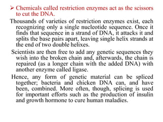  Chemicals called restriction enzymes act as the scissors
to cut the DNA.
Thousands of varieties of restriction enzymes exist, each
recognizing only a single nucleotide sequence. Once it
finds that sequence in a strand of DNA, it attacks it and
splits the base pairs apart, leaving single helix strands at
the end of two double helixes.
Scientists are then free to add any genetic sequences they
wish into the broken chain and, afterwards, the chain is
repaired (as a longer chain with the added DNA) with
another enzyme called ligase.
Hence, any form of genetic material can be spliced
together; bacteria and chicken DNA can, and have
been, combined. More often, though, splicing is used
for important efforts such as the production of insulin
and growth hormone to cure human maladies.
 
