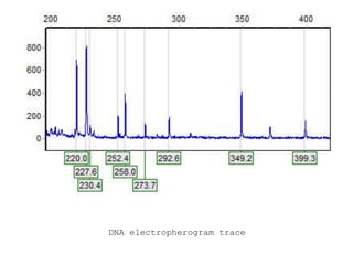 DNA electropherogram trace
 