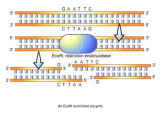 An EcoRI restriction enzyme
 