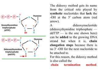 The dideoxy method gets its name
from the critical role played by
synthetic nucleotides that lack the
-OH at the 3′ carbon atom (red
arrow).
A dideoxynucleotide
(dideoxythymidine triphosphate —
ddTTP — is the one shown here)
can be added to the growing DNA
strand but when it is, chain
elongation stops because there is
no 3′ -OH for the next nucleotide to
be attached to.
For this reason, the dideoxy method
is also called the
chain termination method.
 