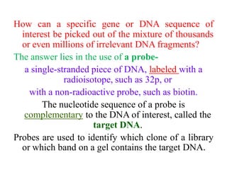 How can a specific gene or DNA sequence of
interest be picked out of the mixture of thousands
or even millions of irrelevant DNA fragments?
The answer lies in the use of a probe-
a single-stranded piece of DNA, labeled with a
radioisotope, such as 32p, or
with a non-radioactive probe, such as biotin.
The nucleotide sequence of a probe is
complementary to the DNA of interest, called the
target DNA.
Probes are used to identify which clone of a library
or which band on a gel contains the target DNA.
 