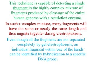 This technique is capable of detecting a single
fragment in the highly complex mixture of
fragments produced by cleavage of the entire
human genome with a restriction enzyme.
In such a complex mixture, many fragments will
have the same or nearly the same length and
thus migrate together during electrophoresis.
Even though all the fragments are not separated
completely by gel electrophoresis, an
individual fragment within one of the bands
can be identified by hybridization to a specific
DNA probe.
 