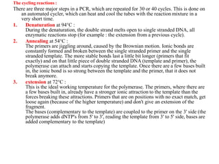 The cycling reactions :
There are three major steps in a PCR, which are repeated for 30 or 40 cycles. This is done on
an automated cycler, which can heat and cool the tubes with the reaction mixture in a
very short time.
1. Denaturation at 94°C :
During the denaturation, the double strand melts open to single stranded DNA, all
enzymatic reactions stop (for example : the extension from a previous cycle).
2. Annealing at 54°C :
The primers are jiggling around, caused by the Brownian motion. Ionic bonds are
constantly formed and broken between the single stranded primer and the single
stranded template. The more stable bonds last a little bit longer (primers that fit
exactly) and on that little piece of double stranded DNA (template and primer), the
polymerase can attach and starts copying the template. Once there are a few bases built
in, the ionic bond is so strong between the template and the primer, that it does not
break anymore.
3. extension at 72°C :
This is the ideal working temperature for the polymerase. The primers, where there are
a few bases built in, already have a stronger ionic attraction to the template than the
forces breaking these attractions. Primers that are on positions with no exact match, get
loose again (because of the higher temperature) and don't give an extension of the
fragment.
The bases (complementary to the template) are coupled to the primer on the 3' side (the
polymerase adds dNTP's from 5' to 3', reading the template from 3' to 5' side, bases are
added complementary to the template)
 