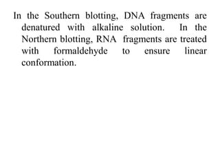In the Southern blotting, DNA fragments are
denatured with alkaline solution. In the
Northern blotting, RNA fragments are treated
with formaldehyde to ensure linear
conformation.
 