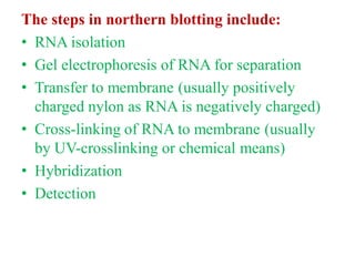 The steps in northern blotting include:
• RNA isolation
• Gel electrophoresis of RNA for separation
• Transfer to membrane (usually positively
charged nylon as RNA is negatively charged)
• Cross-linking of RNA to membrane (usually
by UV-crosslinking or chemical means)
• Hybridization
• Detection
 