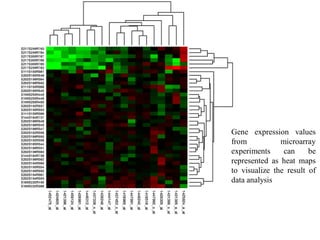 Gene expression values
from microarray
experiments can be
represented as heat maps
to visualize the result of
data analysis
 