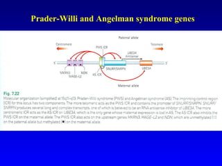 Prader-Willi and Angelman syndrome genes 