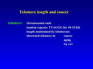   Telomere length and cancer telomere:   chromosomal ends tandem repeats: TTAGGG for 10-15 Kb length maintained by telomerase shortened telomere in  cancer aging Fig 14.9 