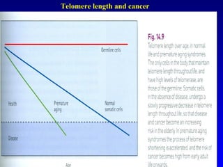   Telomere length and cancer 