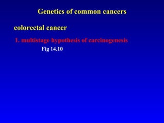     Genetics of common cancers colorectal cancer 1. multistage hypothesis of carcinogenesis Fig 14.10 