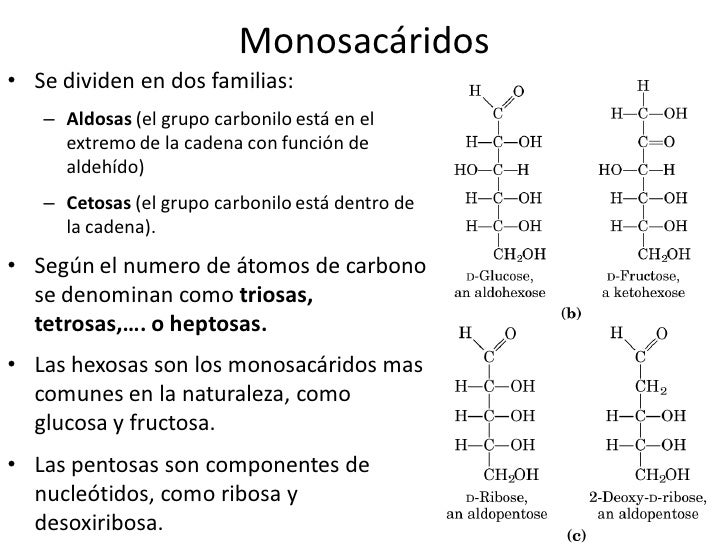 Resultado de imagen de tipos de monosacaridos