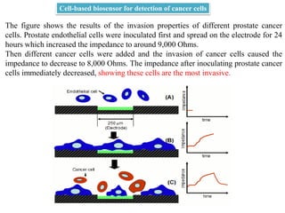 The figure shows the results of the invasion properties of different prostate cancer
cells. Prostate endothelial cells were inoculated first and spread on the electrode for 24
hours which increased the impedance to around 9,000 Ohms.
Then different cancer cells were added and the invasion of cancer cells caused the
impedance to decrease to 8,000 Ohms. The impedance after inoculating prostate cancer
cells immediately decreased, showing these cells are the most invasive.
Cell-based biosensor for detection of cancer cells
 