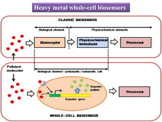 Heavy metal whole-cell biosensors
 
