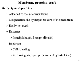 ii- Peripheral proteins
– Attached to the inner membrane
– Not penetrate the hydrophobic core of the membrane
– Easily removed
– Enzymes
• Protein kinases, Phospholipases
– Important
• Cell signaling
• Anchoring (integral proteins and cytoskeleton)
10
Membrane proteins con’t
 