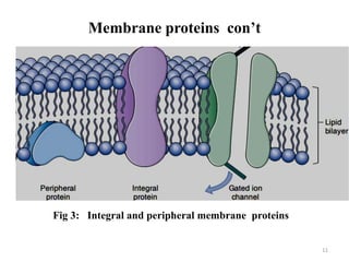 Membrane proteins con’t
11
Fig 3: Integral and peripheral membrane proteins
 