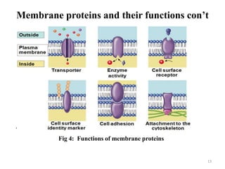 Membrane proteins and their functions con’t
13
Fig 4: Functions of membrane proteins
 