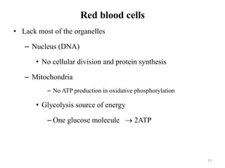 Red blood cells
• Lack most of the organelles
– Nucleus (DNA)
• No cellular division and protein synthesis
– Mitochondria
– No ATP production in oxidative phosphorylation
• Glycolysis source of energy
– One glucose molecule  2ATP
15
 