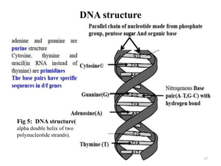 DNA structure
Fig 5: DNA structure(
alpha double helix of two
polynucleotide strands).
17
 