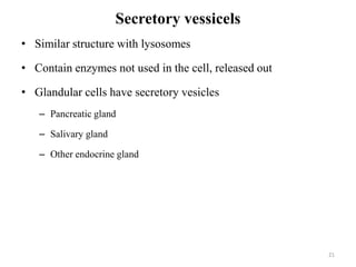 Secretory vessicels
• Similar structure with lysosomes
• Contain enzymes not used in the cell, released out
• Glandular cells have secretory vesicles
– Pancreatic gland
– Salivary gland
– Other endocrine gland
21
 