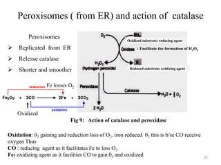Peroxisomes ( from ER) and action of catalase
22
harmless
Harmless
Fig 9: Action of catalase and peroxidase
Fe losses O2
Oxidized
: Facilitate the formation of H2O2
Peroxisomes
 Replicated from ER
 Release catalase
 Shorter and smoother
Oxidation: 02 gaining and reduction loss of O2. iron reduced 02 this is b/se CO receive
oxygen Thus
CO : reducing agent as it facilitates Fe to loss O2
Fe: oxidizing agent as it facilities CO to gain 02 and oxidized
Oxidized substrate: reducing agent
Reduced substrate: oxidizing agent
 