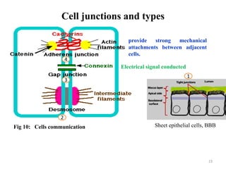 Cell junctions and types
23
Sheet epithelial cells, BBB
Fig 10: Cells communication
provide strong mechanical
attachments between adjacent
cells.
Electrical signal conducted
1
2
3
4
 