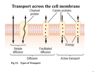 Transport across the cell membrane
29
Fig 12: Types of Transport
 