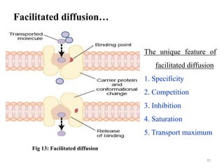 Facilitated diffusion…
35
The unique feature of
facilitated diffusion
1. Specificity
2. Competition
3. Inhibition
4. Saturation
5. Transport maximum
Fig 13: Facilitated diffusion
 