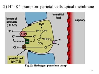 2) H+ -K+ pump on parietal cells apical membrane
56
Fig 20: Hydrogen- potassium pump
 