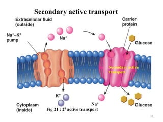 Secondary active transport
57
Na+
Secondary active
transport
Fig 21 : 20 active transport
 