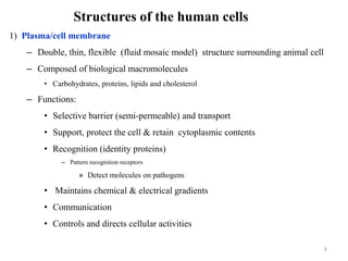 Structures of the human cells
1) Plasma/cell membrane
– Double, thin, flexible (fluid mosaic model) structure surrounding animal cell
– Composed of biological macromolecules
• Carbohydrates, proteins, lipids and cholesterol
– Functions:
• Selective barrier (semi-permeable) and transport
• Support, protect the cell & retain cytoplasmic contents
• Recognition (identity proteins)
– Pattern recognition receptors
» Detect molecules on pathogens
• Maintains chemical & electrical gradients
• Communication
• Controls and directs cellular activities
6
 