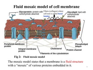 Fluid mosaic model of cell membrane
8
The mosaic model states that a membrane is a fluid structure
with a “mosaic” of various proteins embedded in it.
Fibers (collagen) where
cell rest is called basal
lamina
Fig 2: Fluid mosaic model
 