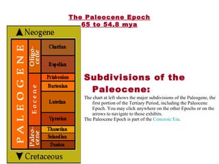 The Paleocene Epoch
65 to 54.8 mya
Subdivisions of the
Paleocene:
The chart at left shows the major subdivisions of the Paleogene, the
first portion of the Tertiary Period, including the Paleocene
Epoch. You may click anywhere on the other Epochs or on the
arrows to navigate to those exhibits.
The Paleocene Epoch is part of the Cenozoic Era.
 