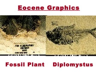 Eocene Graphics
 Fossil Plant  Diplomystus
 