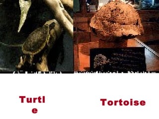TortoiseTurtl
e
 