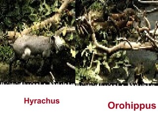 Hyrachus
Orohippus
 