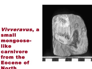 Vivveravus, a
small
mongoose-
like
carnivore
from the
Eocene of
 