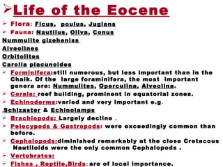 Life of the Eocene
 Flora: Ficus, poulus, Juglans
 Fauna: Nautilus, Oliva, Conus
Nummulite gizeheniss
Alveolines
Orbitolites
Carolia placunoides
 Forminifera:still numerous, but less important than in the
Chalk. Of the large foraminifera, the most important
genera are: Nummulites, Operculina, Alveolina.
 Corals: reef building, prominent in equatorial zones.
 Echinoderms:varied and very important e.g.
Schizaster & Echinolamps.
 Brachiopods: Largely decline .
 Pelecypods & Gastropods: were exceedingly common than
before.
 Cephalopods:diminished remarkably at the close Cretacous
Nautiloids were the only common Cephalopods .
 Vertebrates:
 Fishes , Reptile,Birds: are of local importance.
 