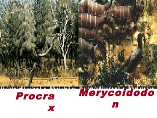 Procra
x
Merycoidodo
n
 