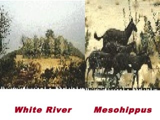 White River Mesohippus
 