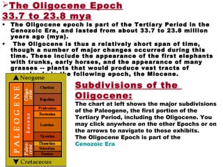 The Oligocene Epoch
33.7 to 23.8 mya
• The Oligocene epoch is part of the Tertiary Period in the
Cenozoic Era, and lasted from about 33.7 to 23.8 million
years ago (mya).
• The Oligocene is thus a relatively short span of time,
though a number of major changes occurred during this
time. These include the appearance of the first elephants
with trunks, early horses, and the appearance of many
grasses -- plants that would produce vast tracts of
grasslands in the following epoch, the Miocene.
Subdivisions of the
Oligocene:
The chart at left shows the major subdivisions
of the Paleogene, the first portion of the
Tertiary Period, including the Oligocene. You
may click anywhere on the other Epochs or on
the arrows to navigate to those exhibits.
The Oligocene Epoch is part of the
Cenozoic Era
 
