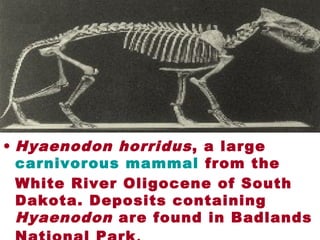• Hyaenodon horridus, a large
carnivorous mammal from the
White River Oligocene of South
Dakota. Deposits containing
Hyaenodon are found in Badlands
 