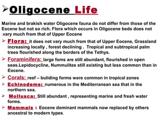 Oligocene Life
Marine and brakish water Oligocene fauna do not differ from those of the
Eocene but not so rich. Flora which occurs in Oligocene beds does not
vary much from that of Upper Eocene.
 Flora: it does not vary much from that of Upper Eocene, Grassland
increasing locally , forest declining . Tropical and subtropical palm
trees flourished along the borders of the Tethys.
 Foraminifera: large foms are still abundant, flourished in open
seas.Lepidocycline, Nummulites still existing but less common than in
Eocene.
 Corals: reef – buliding forms were common in tropical zones
 Echinodems: numerous in the Mediterranean sea that in the
northern sea.
 Mollusca: Still abundant , representing marine and fresh water
forms.
 Mammals : Eocene dominant mammals now replaced by others
ancestral to modern types.
 