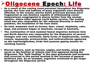 Oligocene Epoch: Life
• As a result of the cooling trend prevalent throughout the Oligocene
period, the lives and habitats of many organisms were directly
affected. In the oceans, marine biotic provinces became more
fragmented as sea dwellers capable of withstanding cooler
temperatures congregated to places further from the warmer
equator, where other species could better survive. The cooling
trend was also responsible for the reduced diversity in marine
plankton, the foundation of the food chain.
• On land, mammals such as horses, deer, camel, elephants, cats,
dogs, and primates began to dominate, except in Australia.
• The continuation of land mammal faunal migration between Asia
and North America was responsible for the dispersion of several
lineages onto new continents. Early forms of amphicyonids, canids,
camels, tayassuids, protoceratids, and anthracotheres appeared,
as did caprimulgiformes, birds that possess gaping mouths for
catching insects.
• Diurnal raptors, such as falcons, eagles, and hawks, along with
seven to ten families of rodents also first appeared during the
Oligocene. The "bulk feeding" in the open grasslands and savannas
that occurred in this period resulted in the increase of general
herbivore size. As an example, ungulates continued to get larger
throughout the Oligocene period.
 