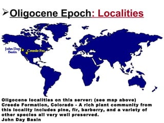 Oligocene Epoch: Localities
Oligocene localities on this server: (see map above)
Creede Formation, Colorado - A rich plant community from
this locality includes pine, fir, barberry, and a variety of
other species all very well preserved.
John Day Basin
 